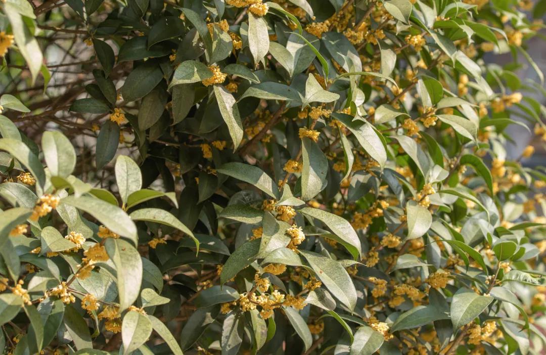 �����¶����Ĺ𻨿������㿴������