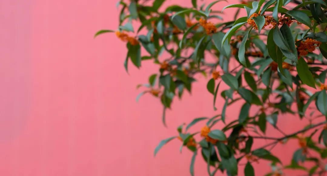 �����¶����Ĺ𻨿������㿴������