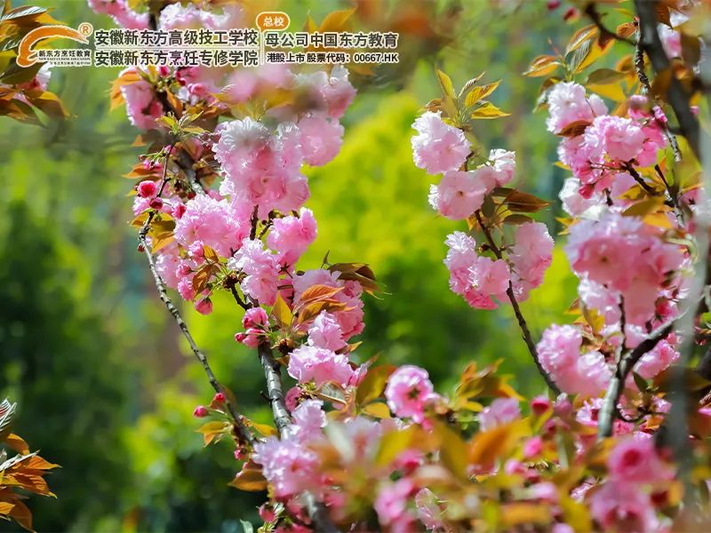 初中毕业怎么办,来安徽新东方,让你的青春有千万种模样